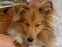 Shetland sheepdog Petter Poulsgaards