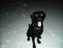 Labrador retriever Nando