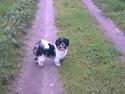 Lhasa apso lunafisen