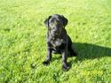 Labrador retriever Luna