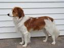 Kooikerhondje Vitovanis Bernardo De Bel Tar