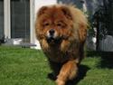 Chow chow Shantie