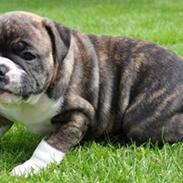 Olde english bulldogge spanger´s Babyface.(ATILA