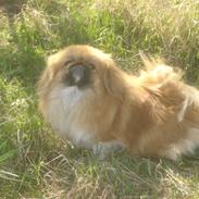 Pekingeser chui