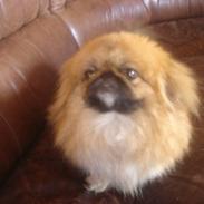 Pekingeser chui