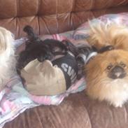 Pekingeser chui