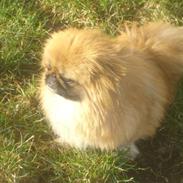 Pekingeser chui