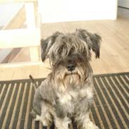 Dvaergschnauzer Thor