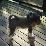 Dvaergschnauzer Thor