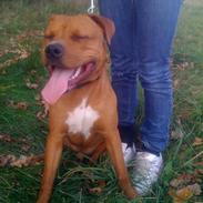 Amerikansk staffordshire terrier tyson