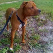 Amerikansk staffordshire terrier tyson