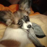 Papillon Gizmo