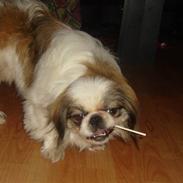 Pekingeser simba