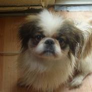 Pekingeser simba