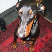 Dobermann kiki ( R.I.P.)