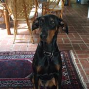 Dobermann kiki ( R.I.P.)