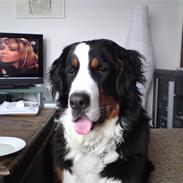 Berner sennenhund Nanna R.I.P