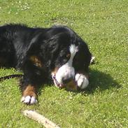 Berner sennenhund Nanna R.I.P