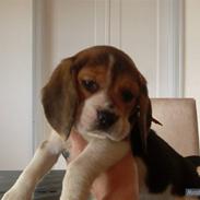 Beagle Nanna