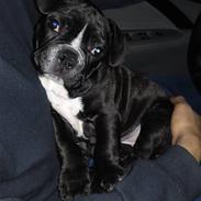 Fransk bulldog Speedie