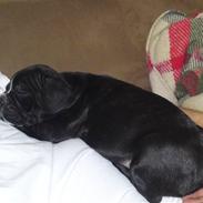 Fransk bulldog Speedie