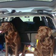 Labrador retriever Malou (Brun)