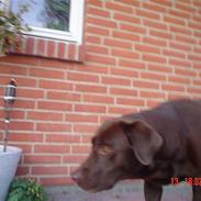 Labrador retriever Malou (Brun)