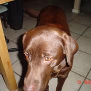 Labrador retriever Malou (Brun)