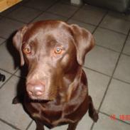 Labrador retriever Malou (Brun)