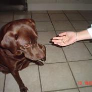 Labrador retriever Malou (Brun)