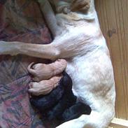 Labrador retriever Molly