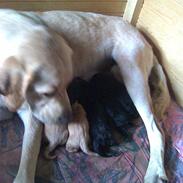 Labrador retriever Molly