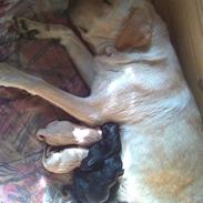 Labrador retriever Molly