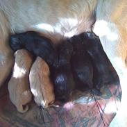 Labrador retriever Molly