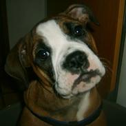 Olde english bulldogge Frida aka annemone