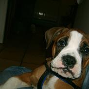 Olde english bulldogge Frida aka annemone