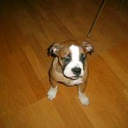 Olde english bulldogge Frida aka annemone