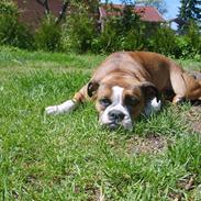 Olde english bulldogge Frida aka annemone