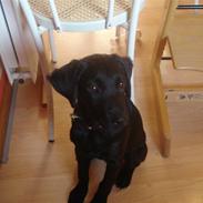 Labrador retriever malou