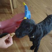 Labrador retriever malou