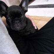 Fransk bulldog Albert