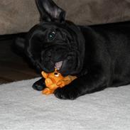 Fransk bulldog Albert