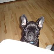 Fransk bulldog Albert