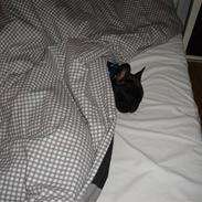 Fransk bulldog Albert