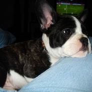 Fransk bulldog Diesel