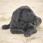 Labrador retriever Zander