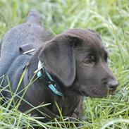 Labrador retriever Zander