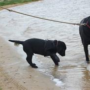 Labrador retriever Zander