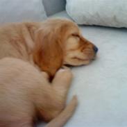 Cocker spaniel Mille 