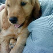 Cocker spaniel Mille 
